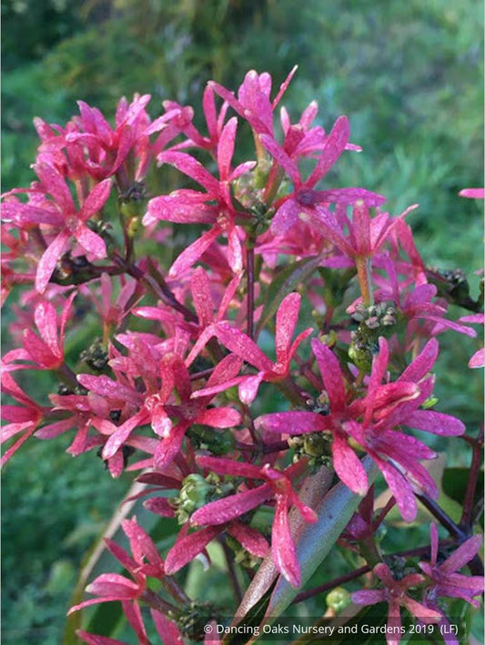 Trees ~ Heptacodium miconioides, Seven-son flower ~ Dancing Oaks Nursery and Gardens ~ Retail Nursery ~ Mail Order Nursery