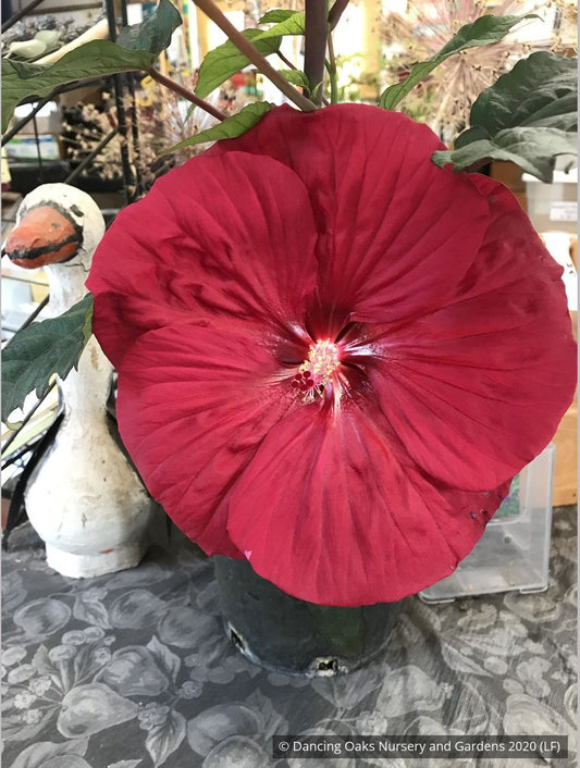 Perennials ~ Hibiscus 'Mars Madness' PPAF, Hardy Hibiscus ~ Dancing Oaks Nursery and Gardens ~ Retail Nursery ~ Mail Order Nursery