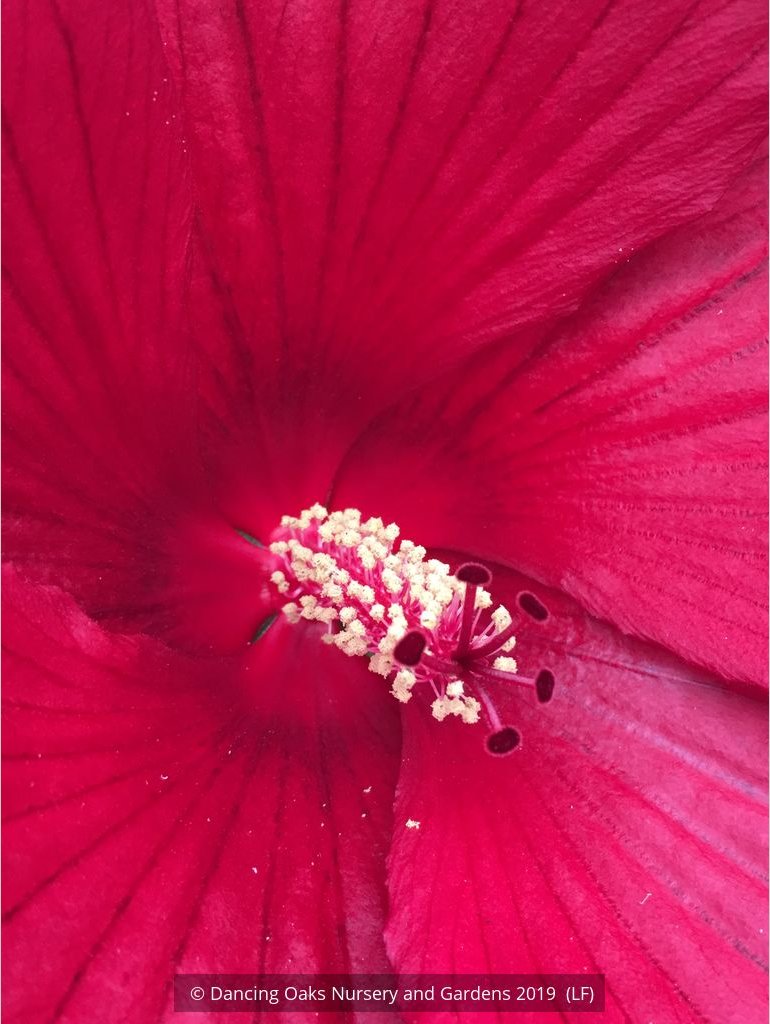 Perennials ~ Hibiscus 'Midnight Marvel', Hardy Hibiscus ~ Dancing Oaks Nursery and Gardens ~ Retail Nursery ~ Mail Order Nursery