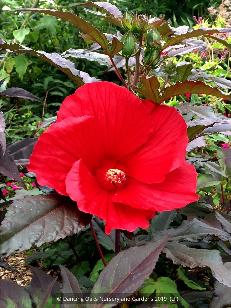 Perennials ~ Hibiscus 'Midnight Marvel', Hardy Hibiscus ~ Dancing Oaks Nursery and Gardens ~ Retail Nursery ~ Mail Order Nursery