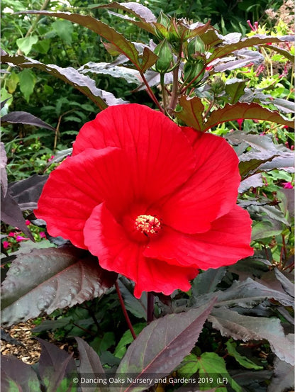 Perennials ~ Hibiscus 'Midnight Marvel', Hardy Hibiscus ~ Dancing Oaks Nursery and Gardens ~ Retail Nursery ~ Mail Order Nursery