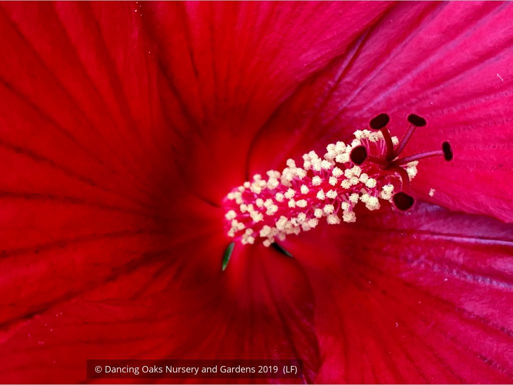 Perennials ~ Hibiscus 'Midnight Marvel', Hardy Hibiscus ~ Dancing Oaks Nursery and Gardens ~ Retail Nursery ~ Mail Order Nursery