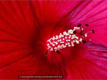 Perennials ~ Hibiscus 'Midnight Marvel', Hardy Hibiscus ~ Dancing Oaks Nursery and Gardens ~ Retail Nursery ~ Mail Order Nursery