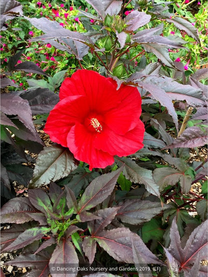 Perennials ~ Hibiscus 'Midnight Marvel', Hardy Hibiscus ~ Dancing Oaks Nursery and Gardens ~ Retail Nursery ~ Mail Order Nursery