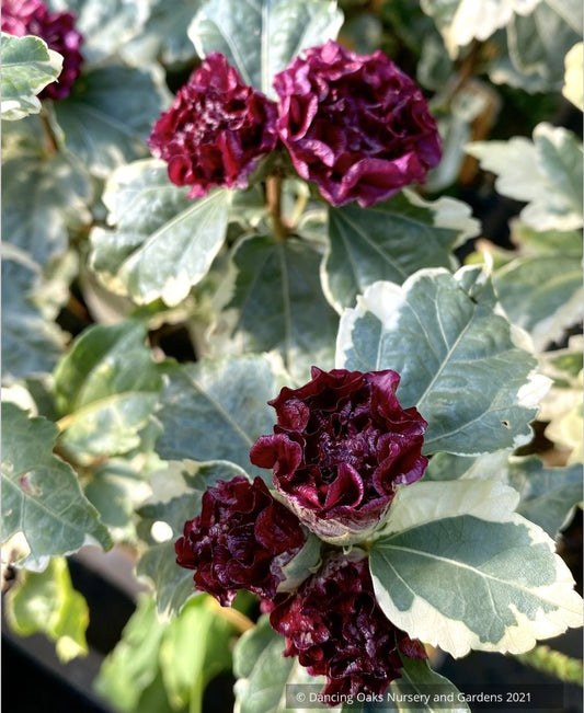Hibiscus syriacus 'Purpureus Variegatus', Variegated Rose of Sharon
