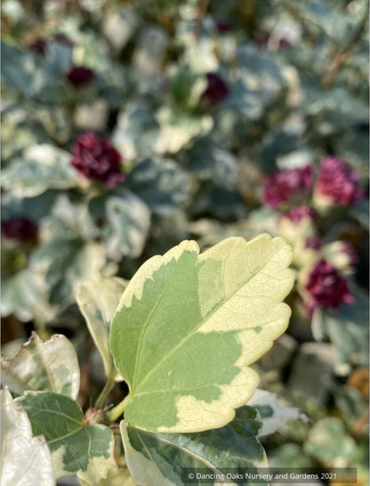 Hibiscus syriacus 'Purpureus Variegatus', Variegated Rose of Sharon