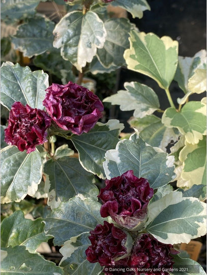 Hibiscus syriacus 'Purpureus Variegatus', Variegated Rose of Sharon