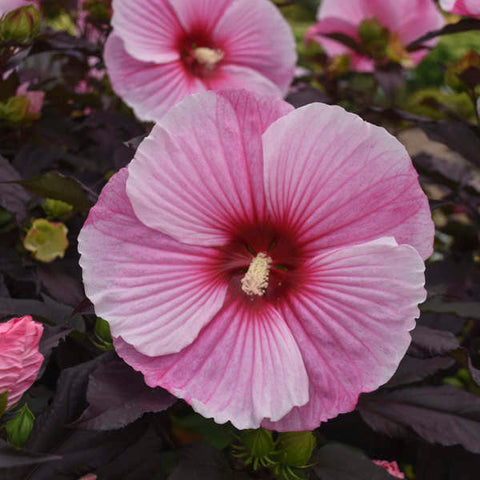 Perennials ~ Hibiscus 'Starry Starry Night' PPAF, Hardy Hibiscus ~ Dancing Oaks Nursery and Gardens ~ Retail Nursery ~ Mail Order Nursery