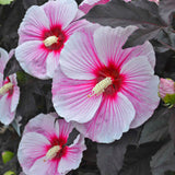 Perennials ~ Hibiscus 'Starry Starry Night' PPAF, Hardy Hibiscus ~ Dancing Oaks Nursery and Gardens ~ Retail Nursery ~ Mail Order Nursery