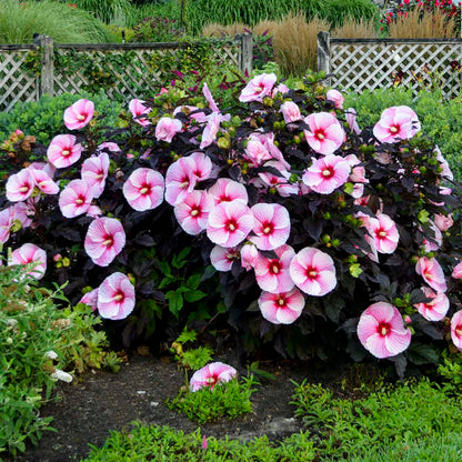 Perennials ~ Hibiscus 'Starry Starry Night' PPAF, Hardy Hibiscus ~ Dancing Oaks Nursery and Gardens ~ Retail Nursery ~ Mail Order Nursery