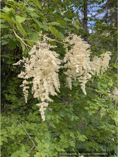 Holodiscus discolor, Ocean Spray