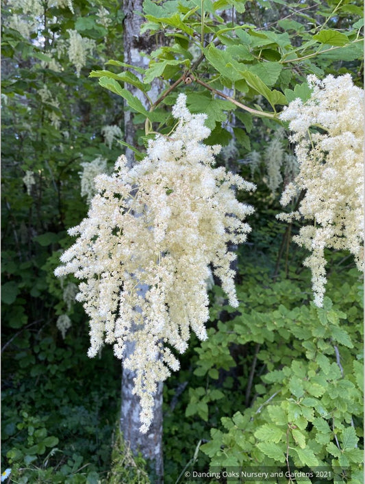 Holodiscus discolor, Ocean Spray