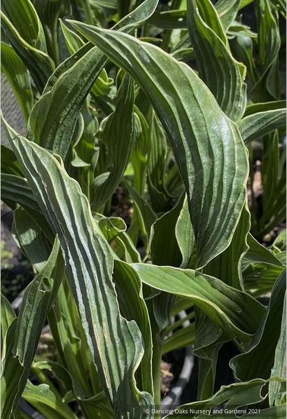 Hosta 'Praying Hands'