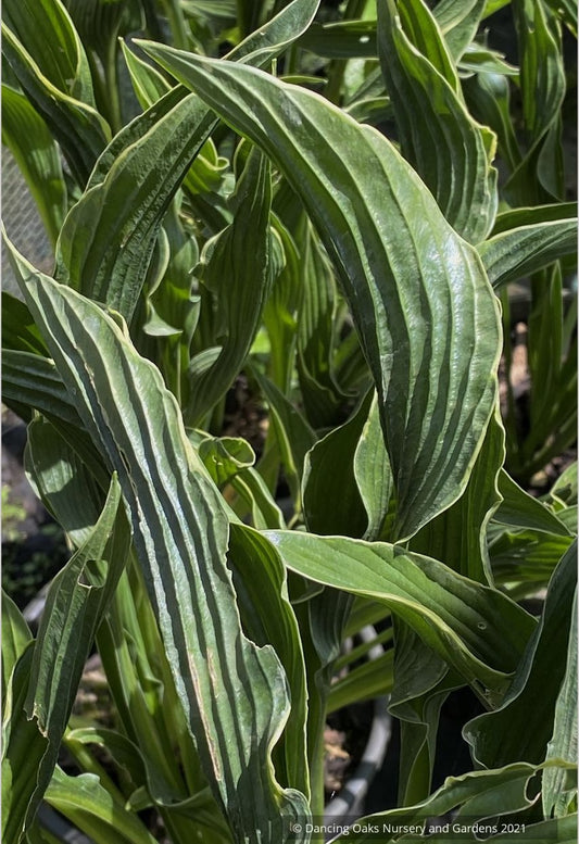 Hosta 'Praying Hands'