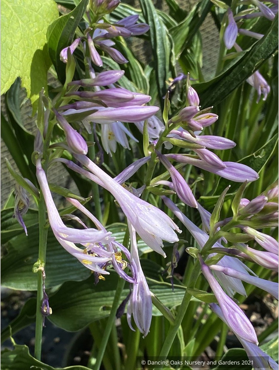 Hosta 'Praying Hands'