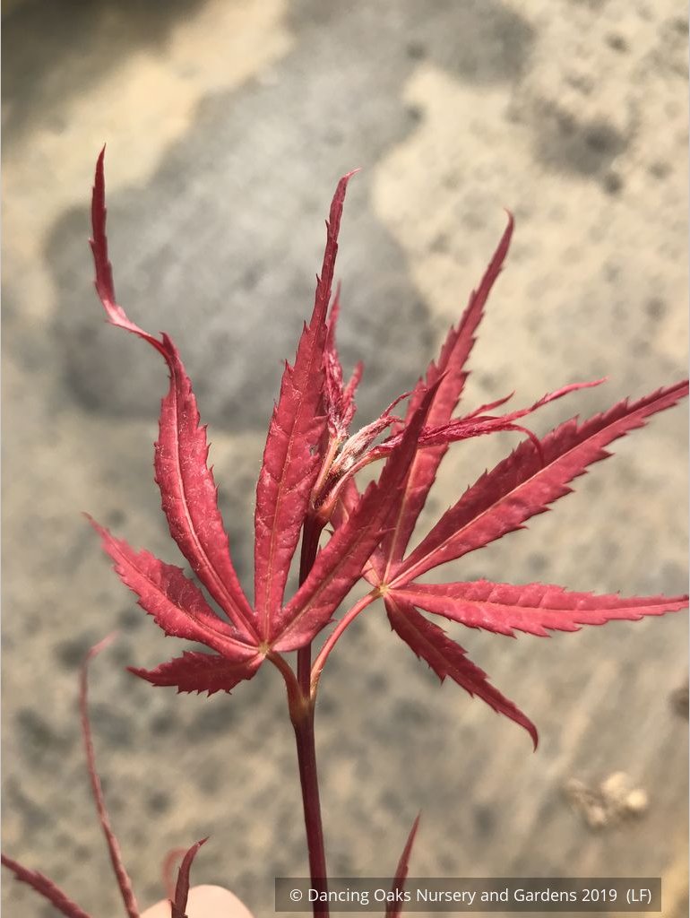 Trees ~ Acer palmatum 'Hubb's Red Willow', Hubbs Red Willow Japanese Maple ~ Dancing Oaks Nursery and Gardens ~ Retail Nursery ~ Mail Order Nursery