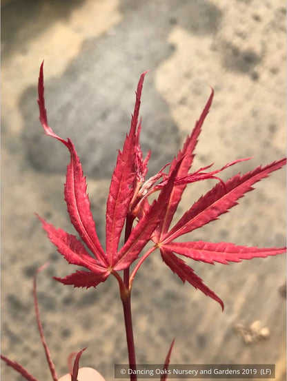 Trees ~ Acer palmatum 'Hubb's Red Willow', Hubbs Red Willow Japanese Maple ~ Dancing Oaks Nursery and Gardens ~ Retail Nursery ~ Mail Order Nursery