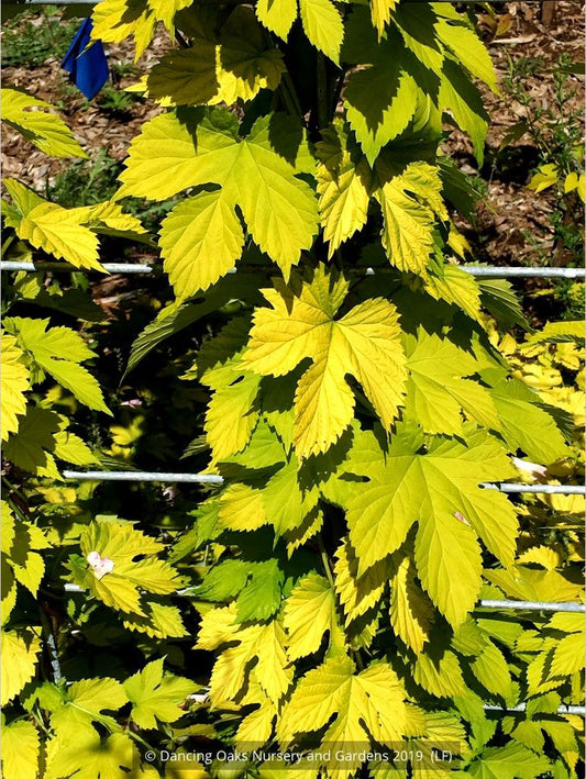 Vines ~ Humulus lupulus 'Aureus', Golden Hop ~ Dancing Oaks Nursery and Gardens ~ Retail Nursery ~ Mail Order Nursery