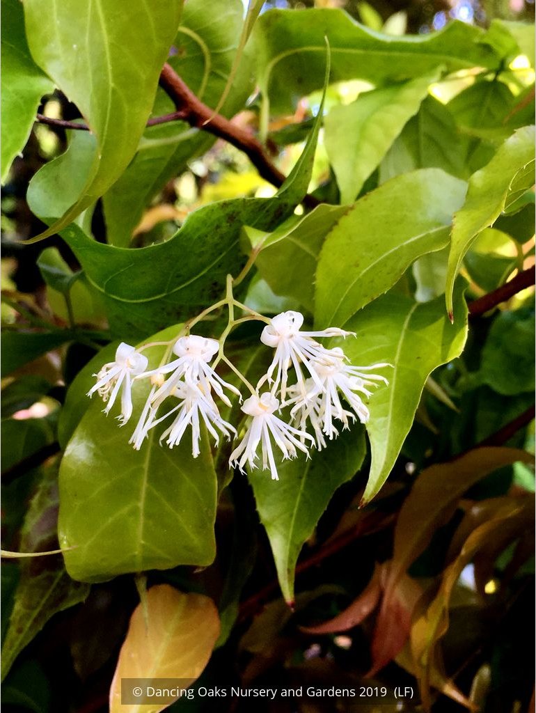 Shrubs ~ Huodendron tibeticum (syn Styrax tibeticum) ~ Dancing Oaks Nursery and Gardens ~ Retail Nursery ~ Mail Order Nursery