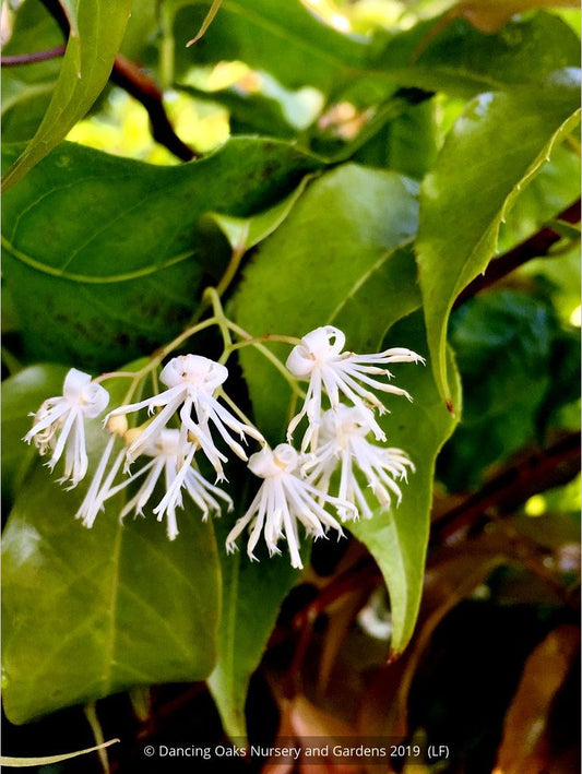 Shrubs ~ Huodendron tibeticum (syn Styrax tibeticum) ~ Dancing Oaks Nursery and Gardens ~ Retail Nursery ~ Mail Order Nursery