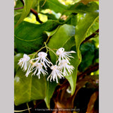 Shrubs ~ Huodendron tibeticum (syn Styrax tibeticum) ~ Dancing Oaks Nursery and Gardens ~ Retail Nursery ~ Mail Order Nursery