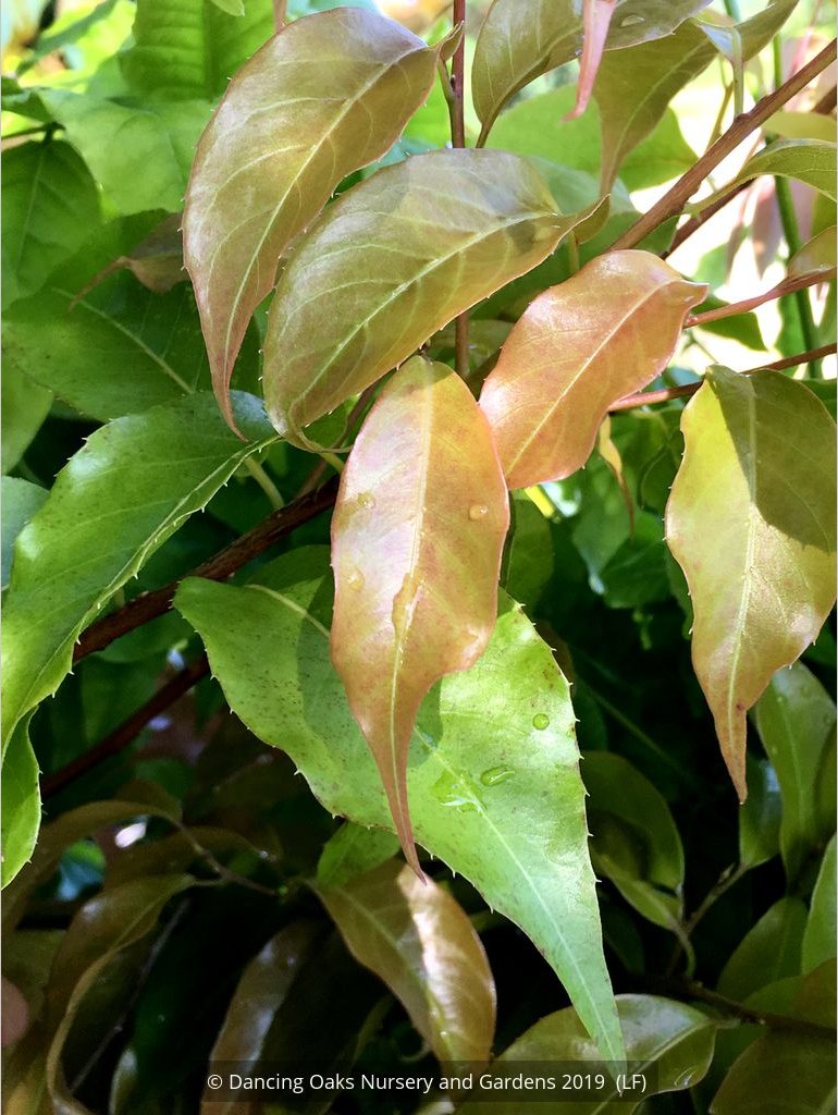 Shrubs ~ Huodendron tibeticum (syn Styrax tibeticum) ~ Dancing Oaks Nursery and Gardens ~ Retail Nursery ~ Mail Order Nursery