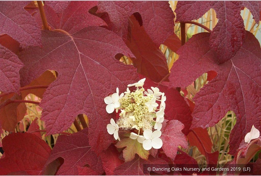 Shrubs ~ Hydrangea quercifolia 'Little Honey', Oak Leaf Hydrangea ~ Dancing Oaks Nursery and Gardens ~ Retail Nursery ~ Mail Order Nursery