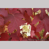 Shrubs ~ Hydrangea quercifolia 'Little Honey', Oak Leaf Hydrangea ~ Dancing Oaks Nursery and Gardens ~ Retail Nursery ~ Mail Order Nursery