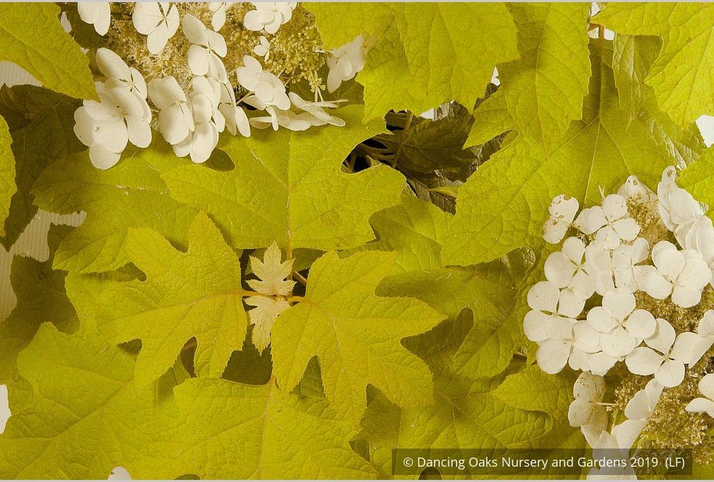 Shrubs ~ Hydrangea quercifolia 'Little Honey', Oak Leaf Hydrangea ~ Dancing Oaks Nursery and Gardens ~ Retail Nursery ~ Mail Order Nursery