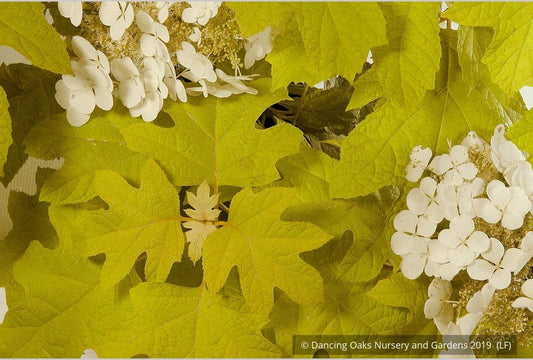 Shrubs ~ Hydrangea quercifolia 'Little Honey', Oak Leaf Hydrangea ~ Dancing Oaks Nursery and Gardens ~ Retail Nursery ~ Mail Order Nursery