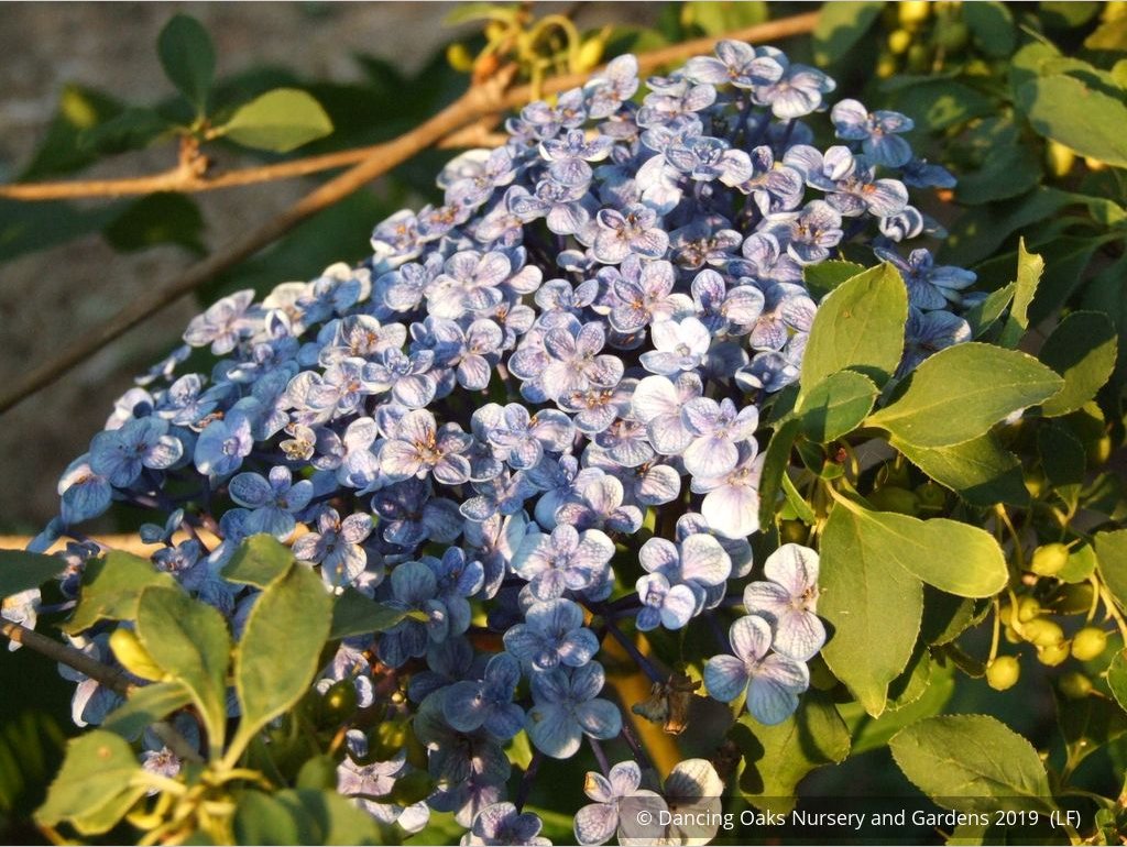 Shrubs ~ Hydrangea macrophylla 'Ayesha', Mophead Hydrangea ~ Dancing Oaks Nursery and Gardens ~ Retail Nursery ~ Mail Order Nursery