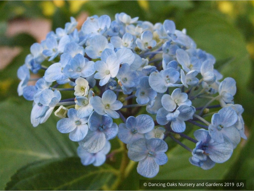 Shrubs ~ Hydrangea macrophylla 'Ayesha', Mophead Hydrangea ~ Dancing Oaks Nursery and Gardens ~ Retail Nursery ~ Mail Order Nursery