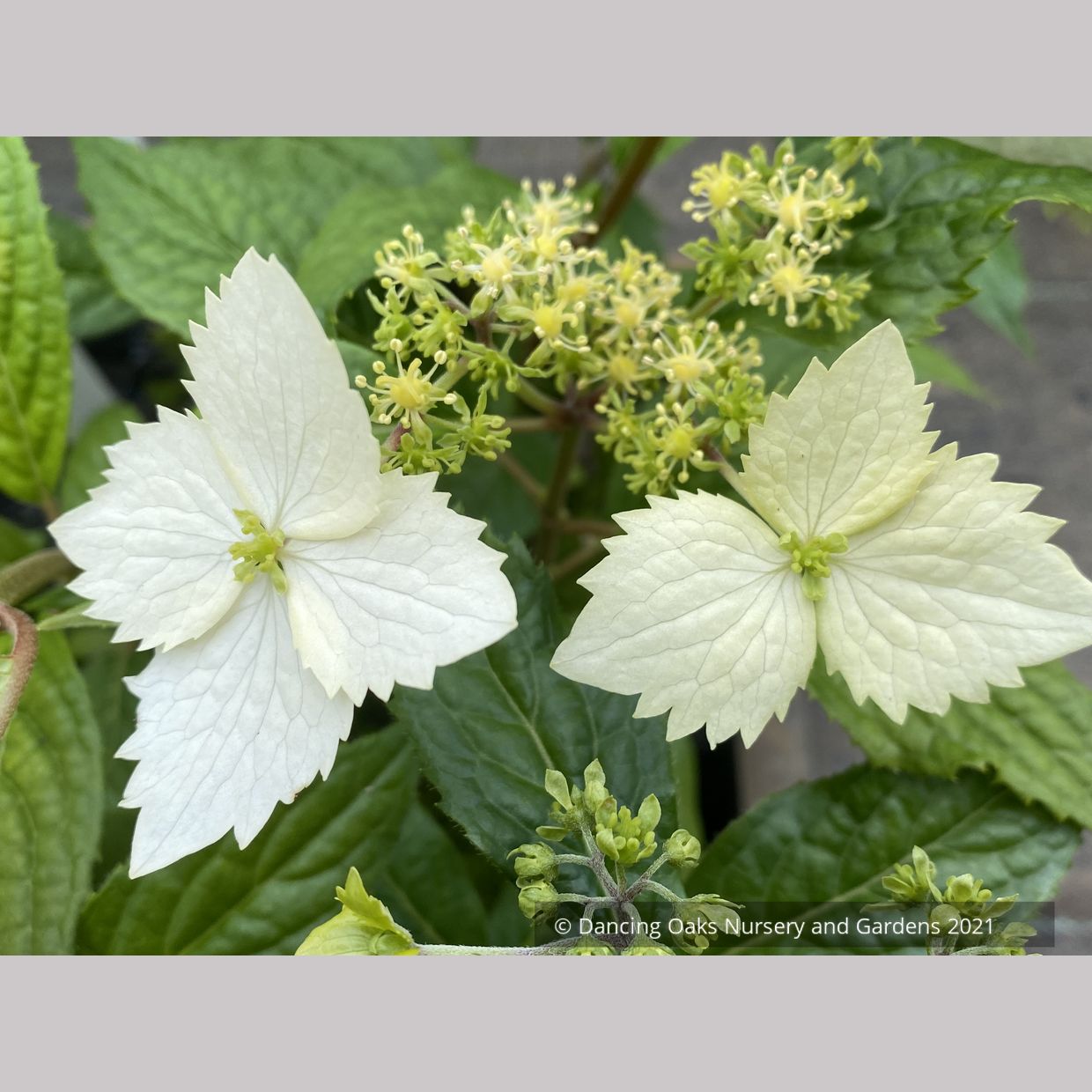 HydrangeaGoldenCrane22.