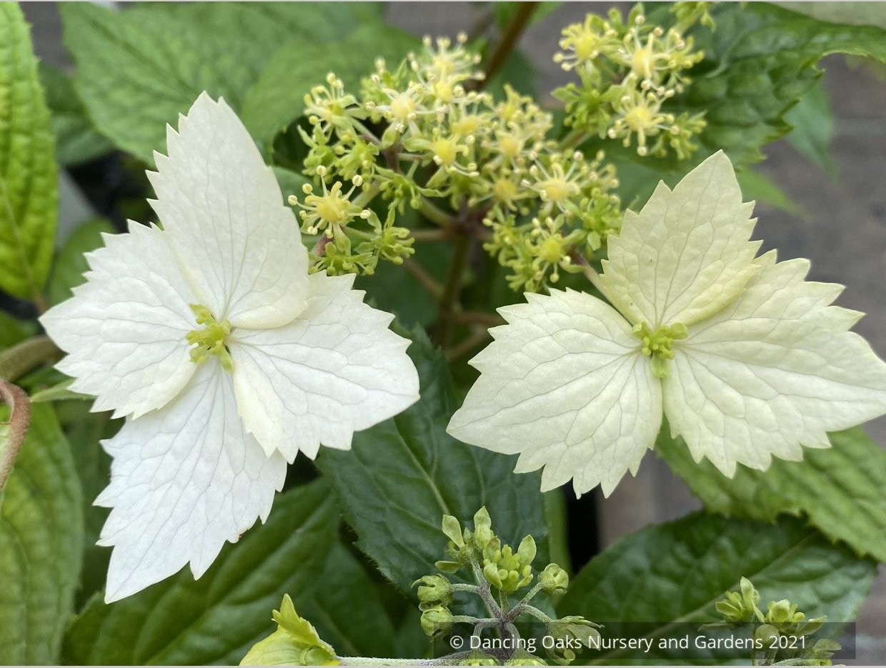Shrubs ~ Hydrangea angustipetala 'MonLongShou', aka Hydrangea Golden Crane ~ Dancing Oaks Nursery and Gardens ~ Retail Nursery ~ Mail Order Nursery