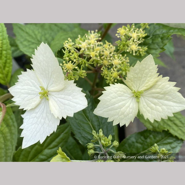 HydrangeaGoldenCrane22.