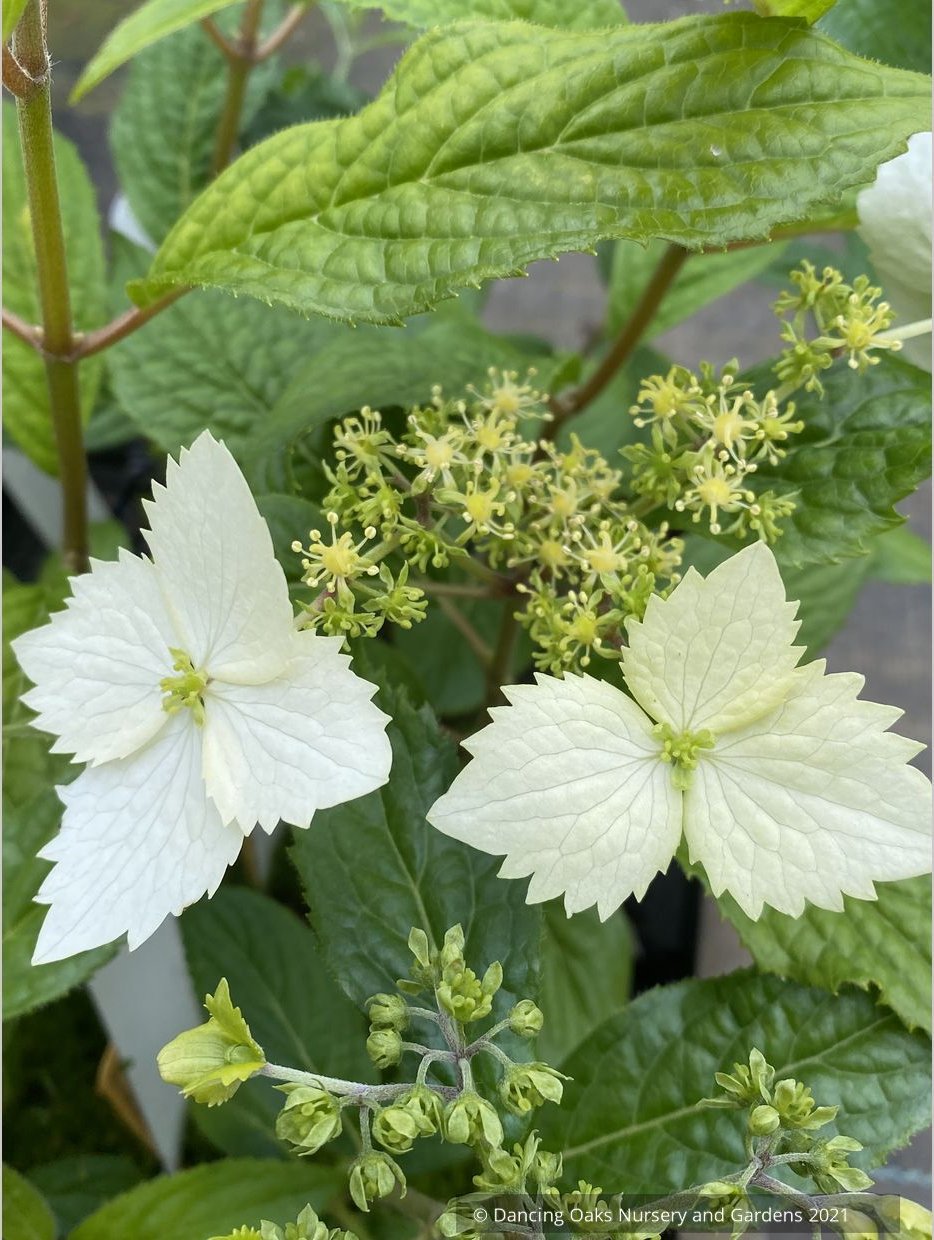 Shrubs ~ Hydrangea angustipetala 'MonLongShou', aka Hydrangea Golden Crane ~ Dancing Oaks Nursery and Gardens ~ Retail Nursery ~ Mail Order Nursery