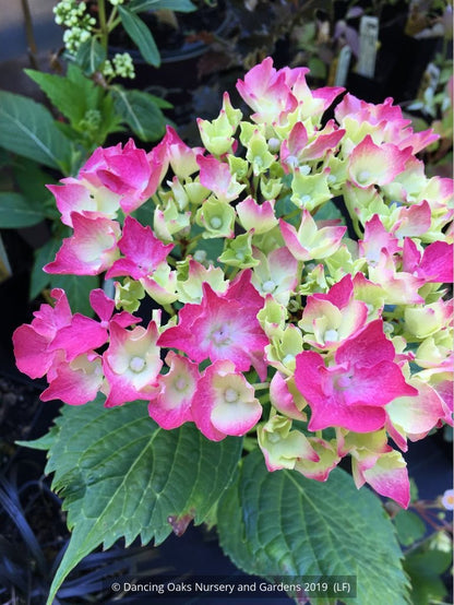 Shrubs ~ Hydrangea Merritt's Supreme, Mop-head Hydrangea ~ Dancing Oaks Nursery and Gardens ~ Retail Nursery ~ Mail Order Nursery