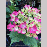 Shrubs ~ Hydrangea Merritt's Supreme, Mop-head Hydrangea ~ Dancing Oaks Nursery and Gardens ~ Retail Nursery ~ Mail Order Nursery