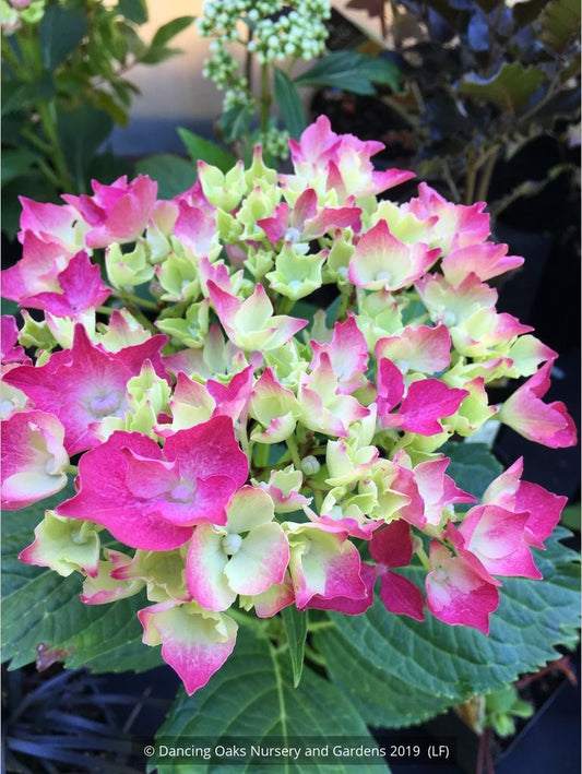 Shrubs ~ Hydrangea Merritt's Supreme, Mop-head Hydrangea ~ Dancing Oaks Nursery and Gardens ~ Retail Nursery ~ Mail Order Nursery
