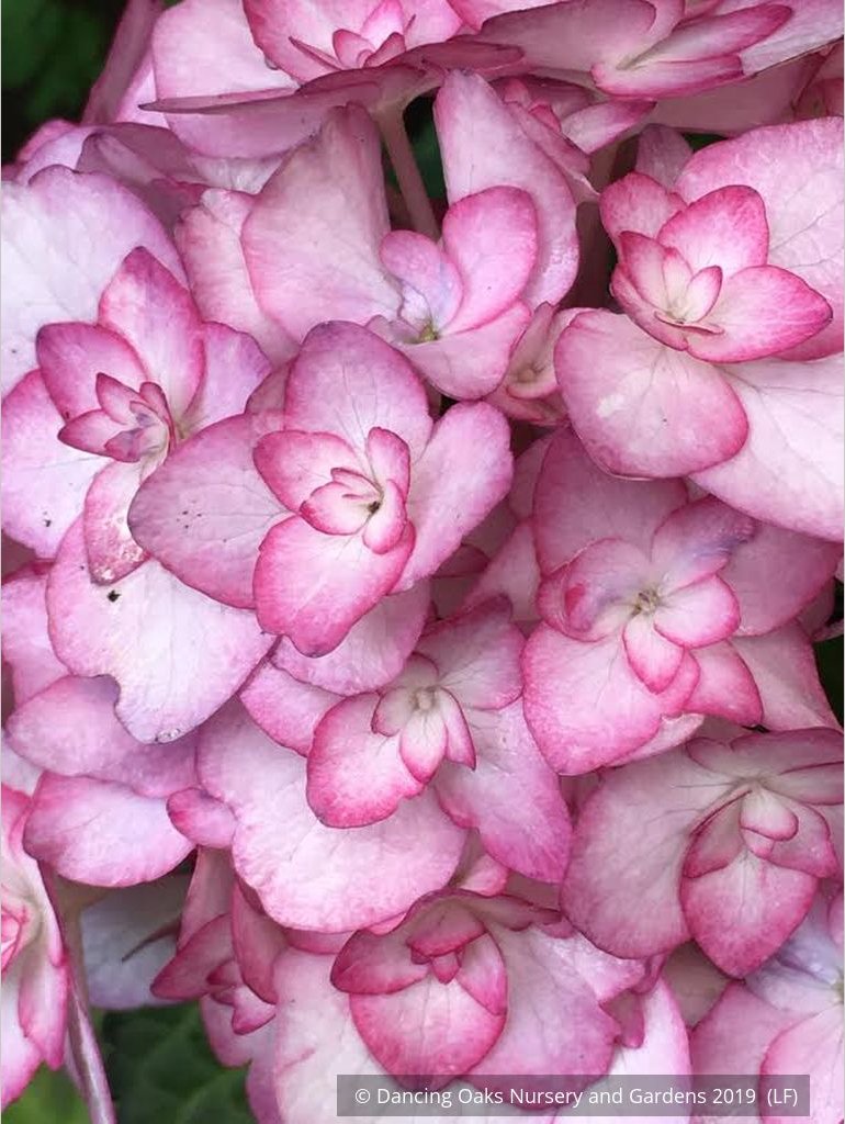 Shrubs ~ Hydrangea macrophylla 'Miss Saori', Big Leaf Hydrangea ~ Dancing Oaks Nursery and Gardens ~ Retail Nursery ~ Mail Order Nursery