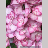 Shrubs ~ Hydrangea macrophylla 'Miss Saori', Big Leaf Hydrangea ~ Dancing Oaks Nursery and Gardens ~ Retail Nursery ~ Mail Order Nursery