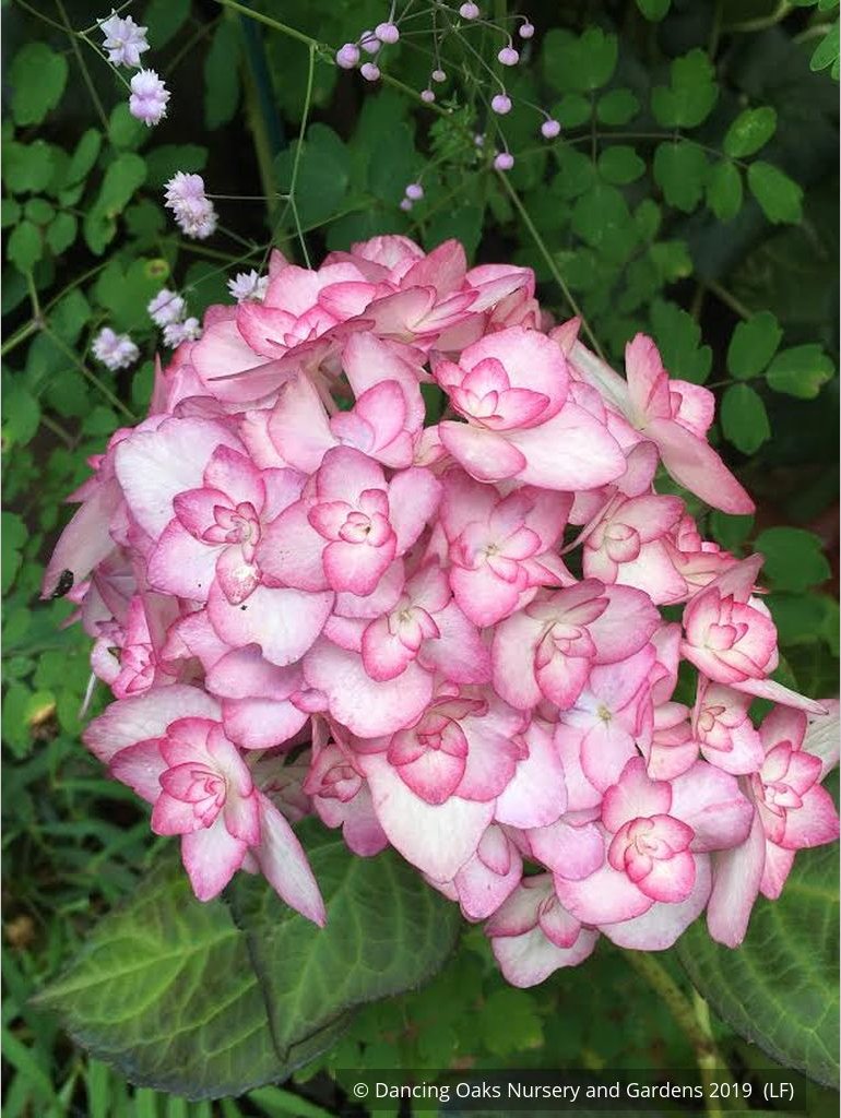 Shrubs ~ Hydrangea macrophylla 'Miss Saori', Big Leaf Hydrangea ~ Dancing Oaks Nursery and Gardens ~ Retail Nursery ~ Mail Order Nursery