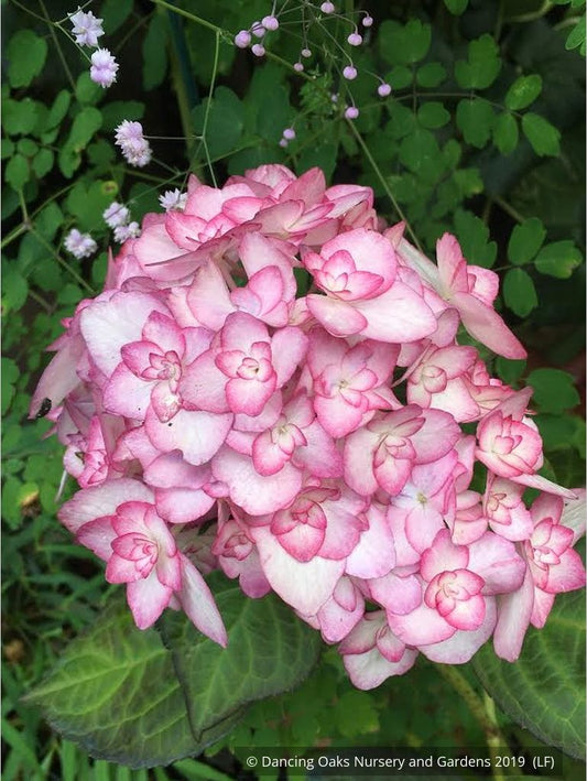 Shrubs ~ Hydrangea macrophylla 'Miss Saori', Big Leaf Hydrangea ~ Dancing Oaks Nursery and Gardens ~ Retail Nursery ~ Mail Order Nursery