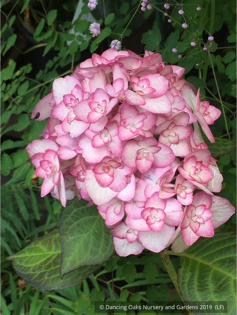 Shrubs ~ Hydrangea macrophylla 'Miss Saori', Big Leaf Hydrangea ~ Dancing Oaks Nursery and Gardens ~ Retail Nursery ~ Mail Order Nursery