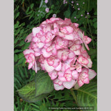 Shrubs ~ Hydrangea macrophylla 'Miss Saori', Big Leaf Hydrangea ~ Dancing Oaks Nursery and Gardens ~ Retail Nursery ~ Mail Order Nursery