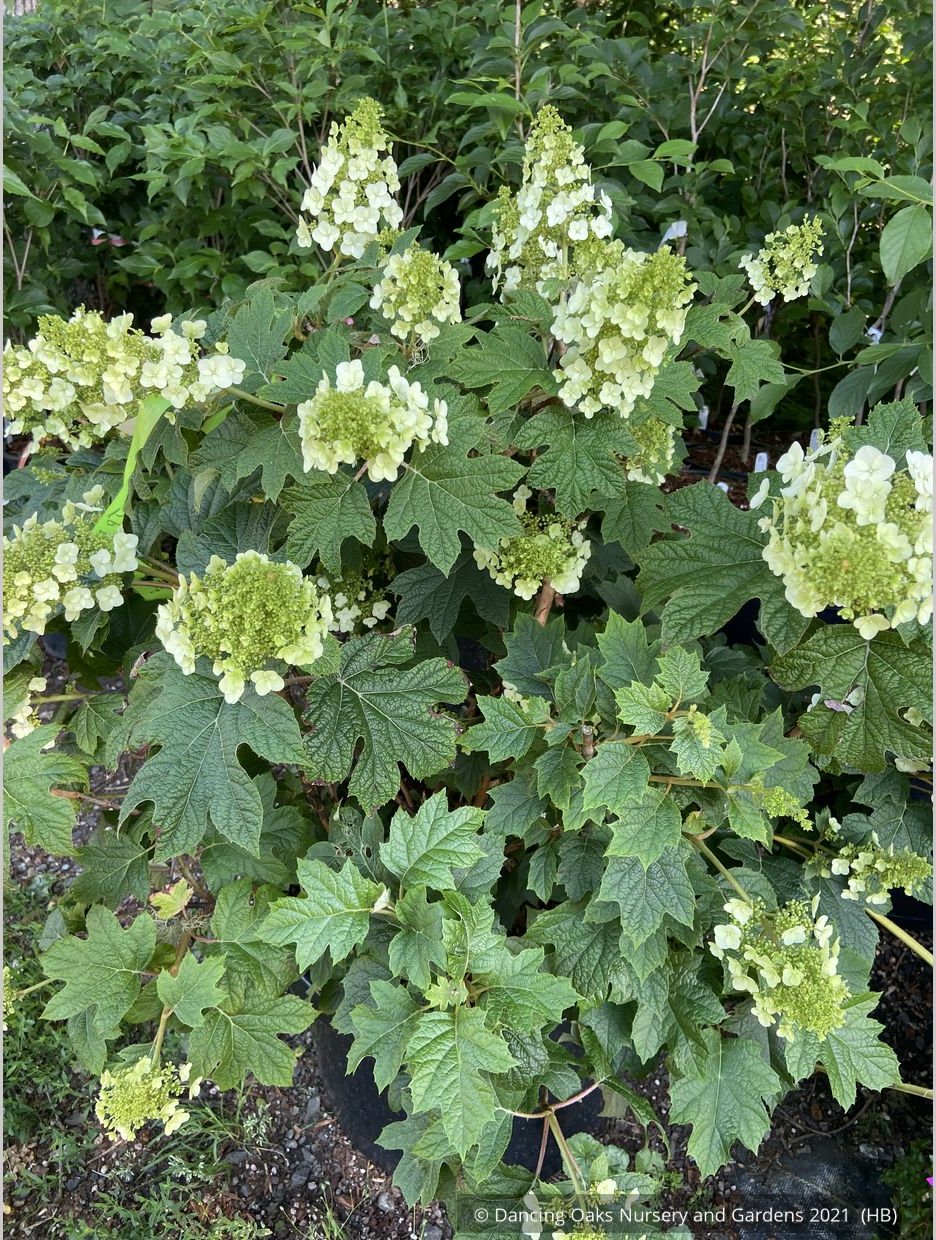 Shrubs ~ Hydrangea quercifolia 'Ruby Slippers', Oakleaf Hydrangea ~ Dancing Oaks Nursery and Gardens ~ Retail Nursery ~ Mail Order Nursery