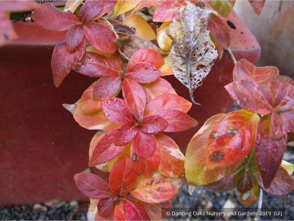 Shrubs ~ Hydrangea scandens 'Fragrant Splash', Hydrangea ~ Dancing Oaks Nursery and Gardens ~ Retail Nursery ~ Mail Order Nursery