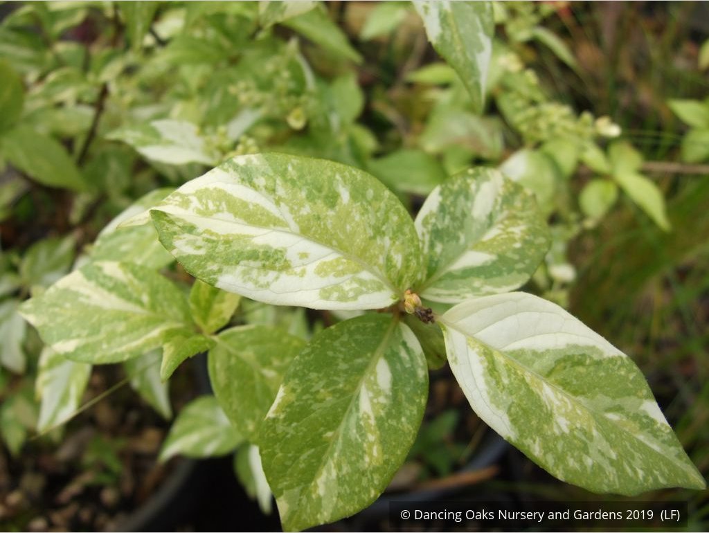Shrubs ~ Hydrangea scandens 'Fragrant Splash', Hydrangea ~ Dancing Oaks Nursery and Gardens ~ Retail Nursery ~ Mail Order Nursery