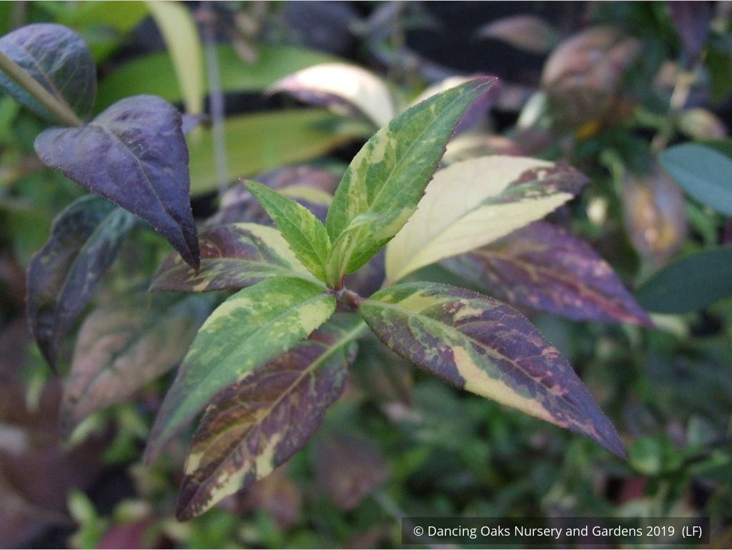 Shrubs ~ Hydrangea scandens 'Fragrant Splash', Hydrangea ~ Dancing Oaks Nursery and Gardens ~ Retail Nursery ~ Mail Order Nursery