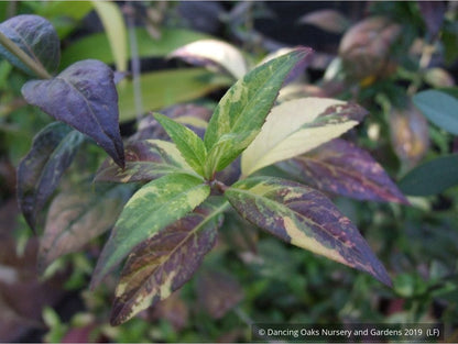 Shrubs ~ Hydrangea scandens 'Fragrant Splash', Hydrangea ~ Dancing Oaks Nursery and Gardens ~ Retail Nursery ~ Mail Order Nursery